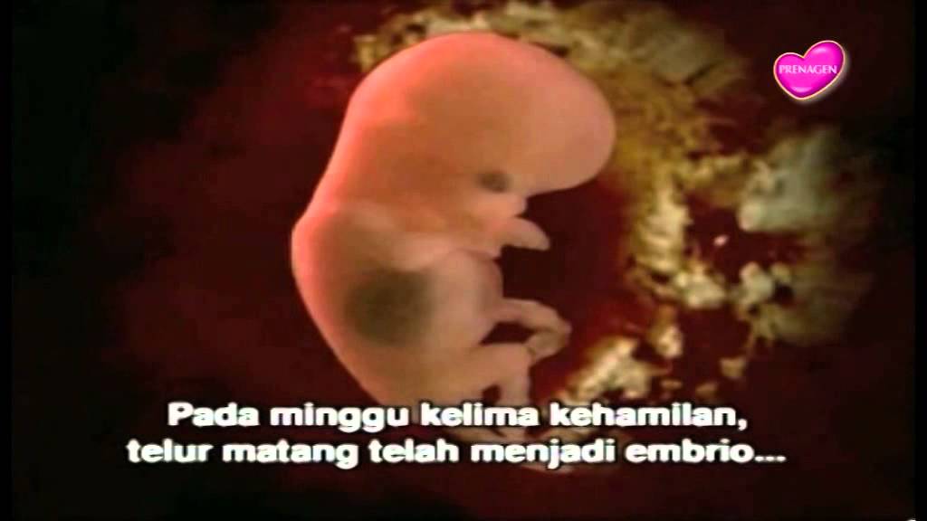 Detail Gambar Janin Usia 7 Minggu Nomer 47