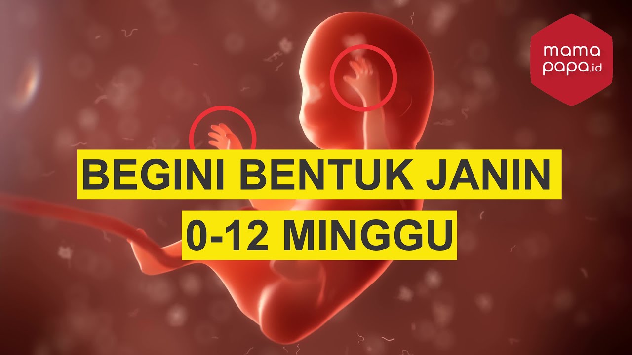 Detail Gambar Janin Usia 7 Minggu Nomer 54