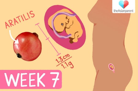 Detail Gambar Janin Usia 7 Minggu Nomer 8