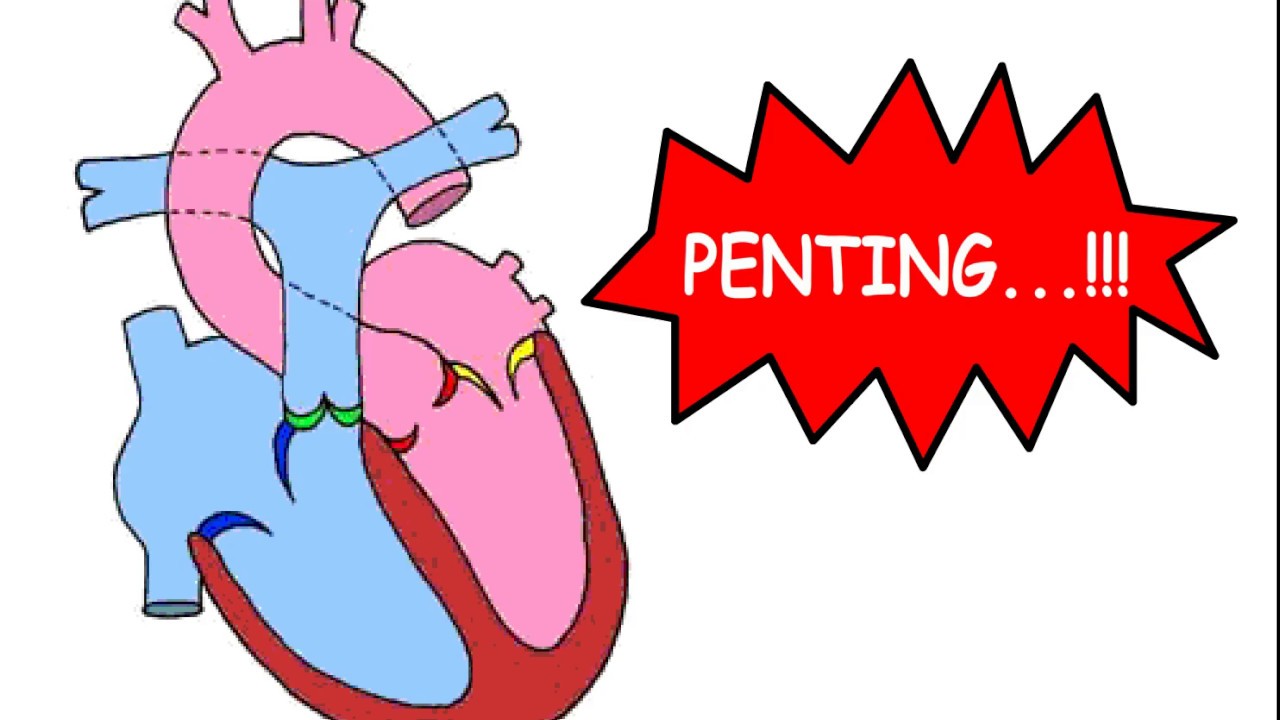 Detail Gambar Jantung Animasi Nomer 42