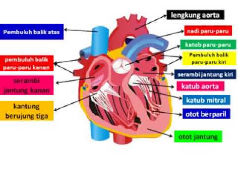 Detail Gambar Jantung Animasi Nomer 9