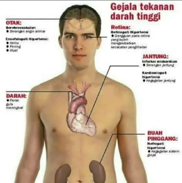 Detail Gambar Jantung Asli Nomer 30