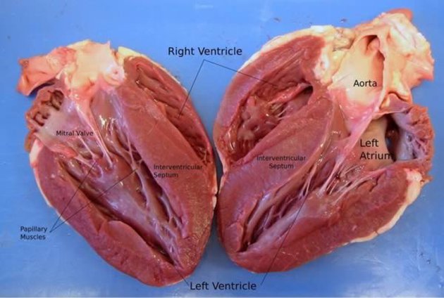 Detail Gambar Jantung Asli Nomer 9