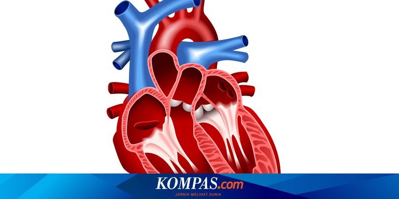 Detail Gambar Jantung Dan Keterangannya Nomer 12