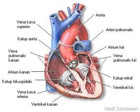 Detail Gambar Jantung Dan Keterangannya Nomer 10