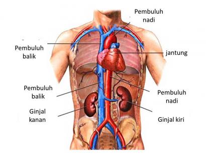 Detail Gambar Jantung Dan Paru Paru Nomer 19