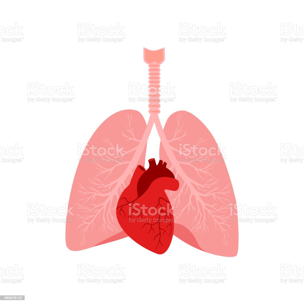 Detail Gambar Jantung Dan Paru Paru Nomer 3