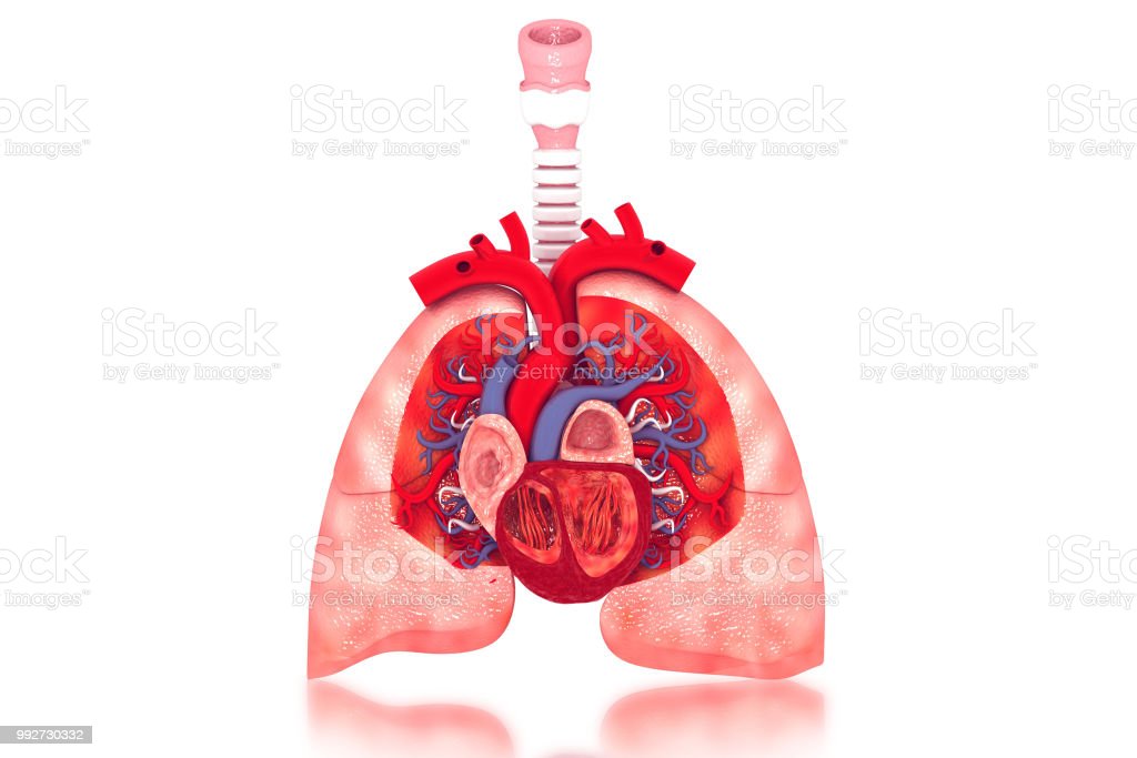 Detail Gambar Jantung Dan Paru Paru Nomer 27