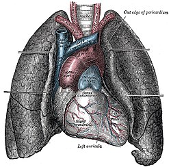 Detail Gambar Jantung Dan Paru Paru Nomer 39