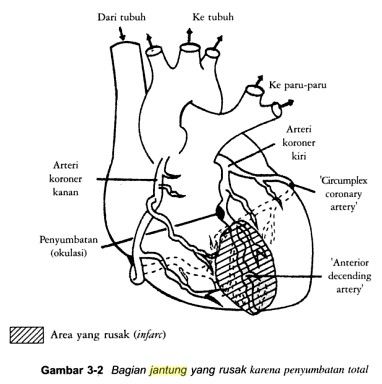 Detail Gambar Jantung Dan Paru Paru Nomer 42