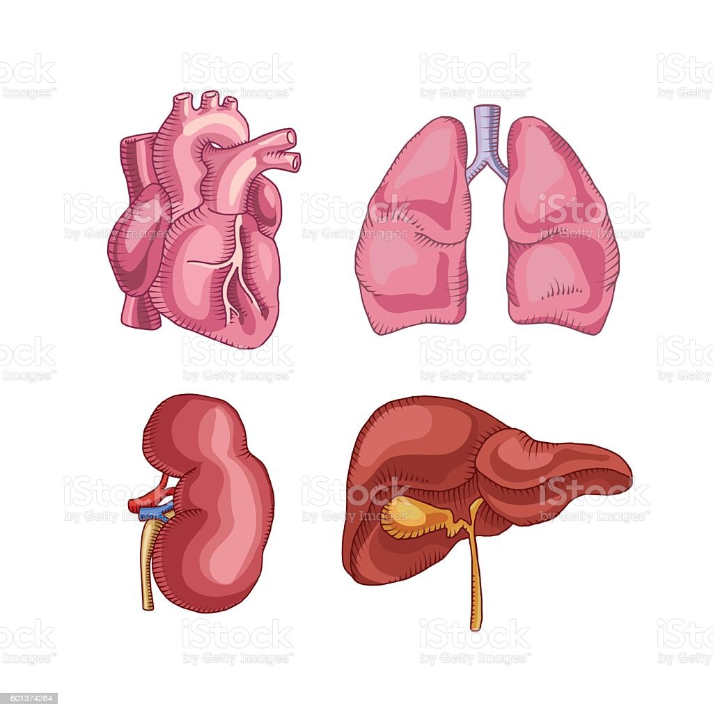 Detail Gambar Jantung Dan Paru Paru Nomer 52