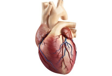 Detail Gambar Jantung Dan Paru2 Nomer 55