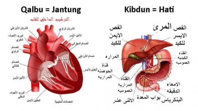 Detail Gambar Jantung Hati Nomer 11
