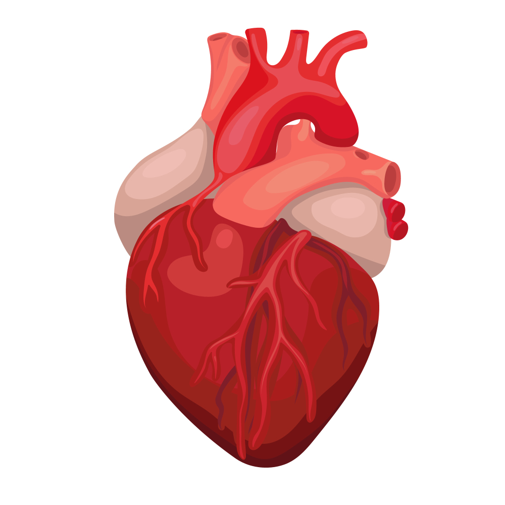 Detail Gambar Jantung Kartun Nomer 15