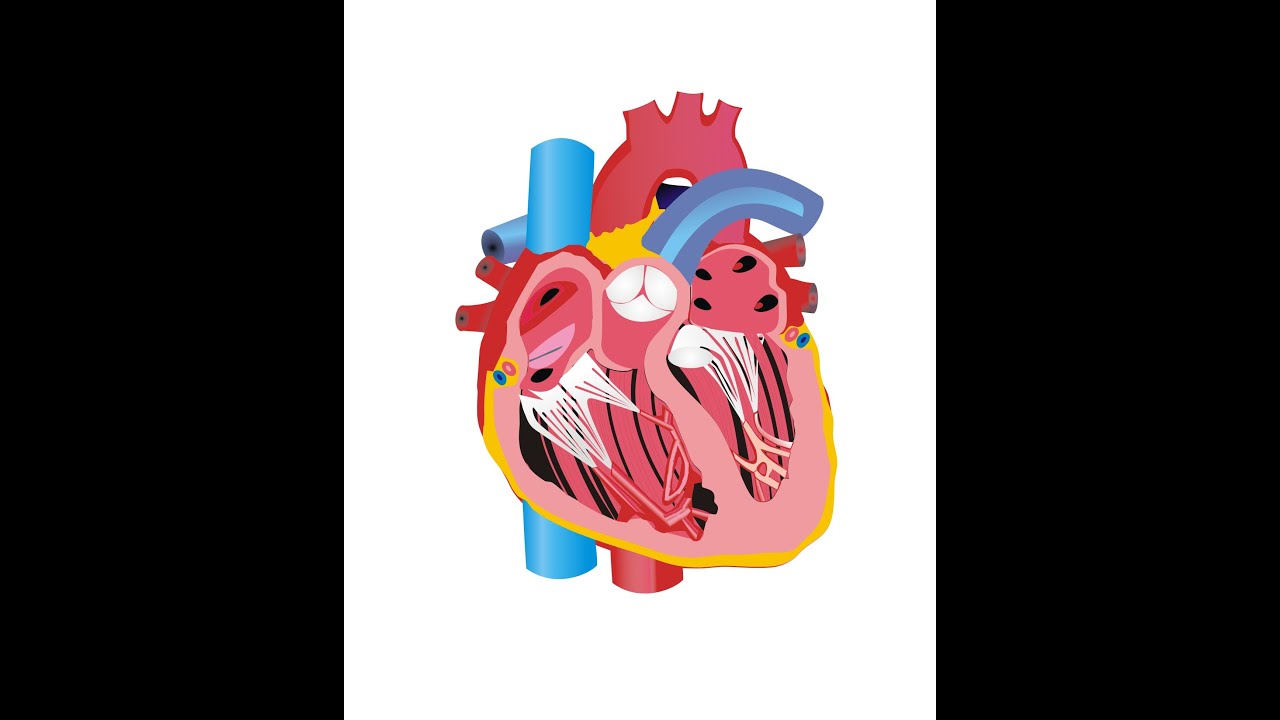 Detail Gambar Jantung Kartun Nomer 18