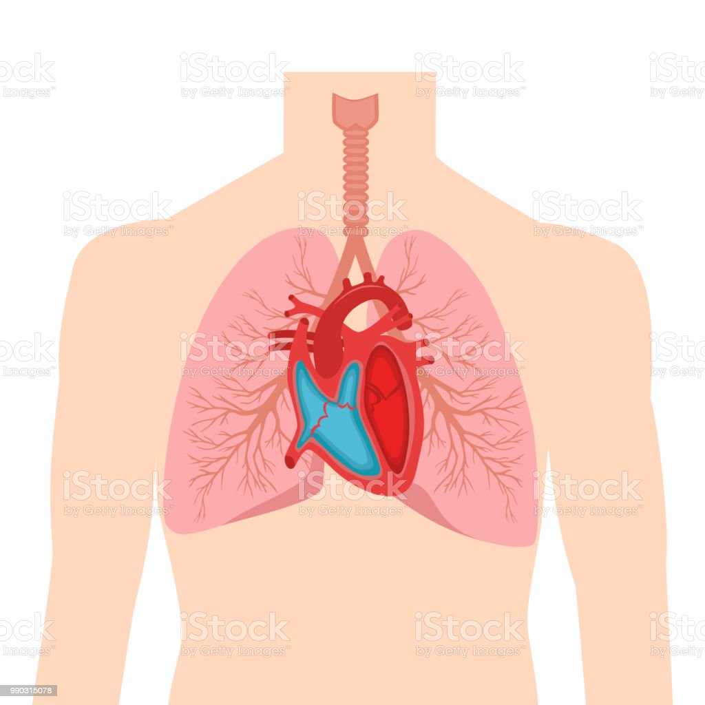 Detail Gambar Jantung Ke Paru Paru Nomer 28