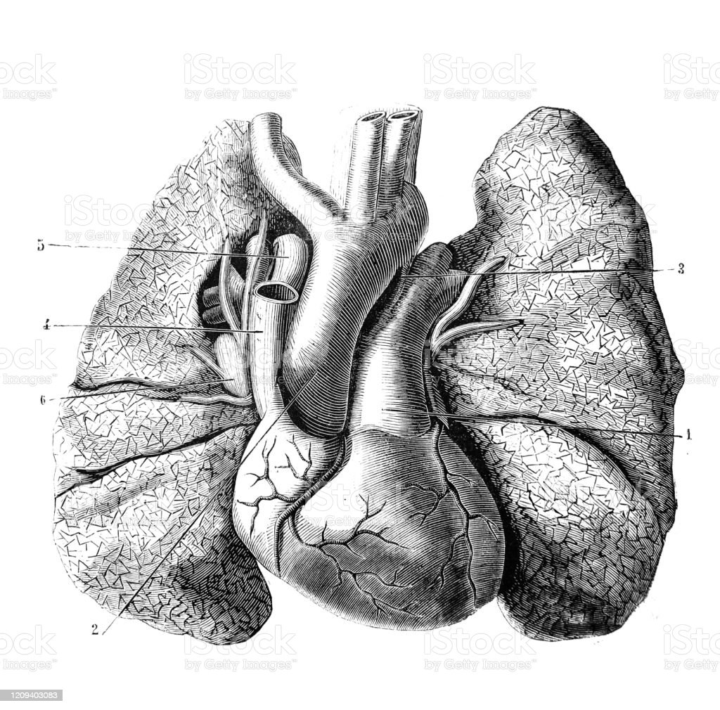 Detail Gambar Jantung Ke Paru Paru Nomer 43