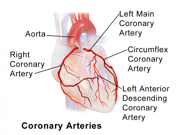 Detail Gambar Jantung Koroner Nomer 14