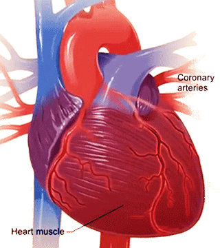 Detail Gambar Jantung Koroner Nomer 35