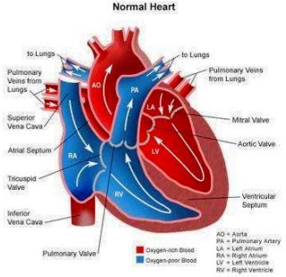 Gambar Jantung Normal - KibrisPDR