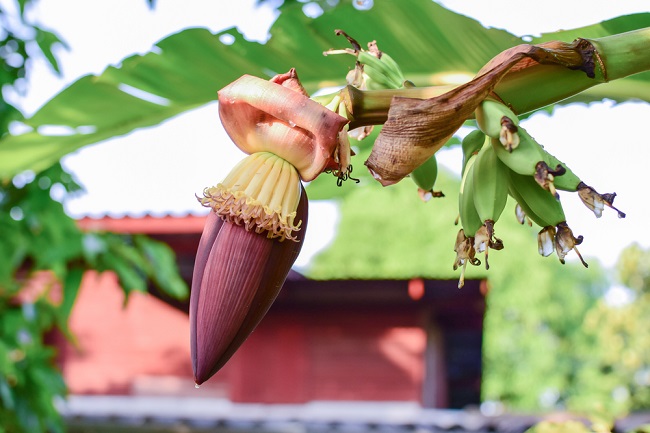 Detail Gambar Jantung Pisang Nomer 7