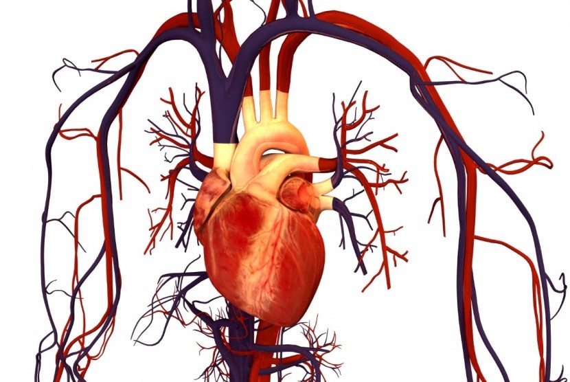 Detail Gambar Jantung Yang Mengalami Penyakir Jantung Koroneer Nomer 38