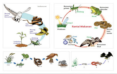 Detail Gambar Jari Jari Makanan Nomer 12