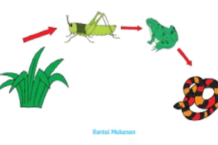 Detail Gambar Jari Jari Makanan Nomer 18