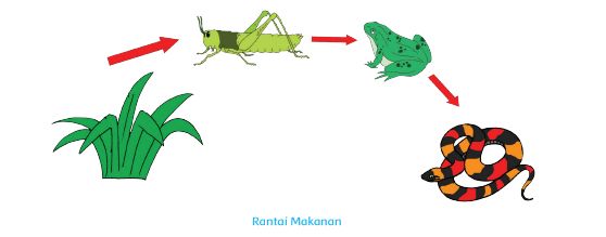 Detail Gambar Jari Jari Makanan Nomer 6