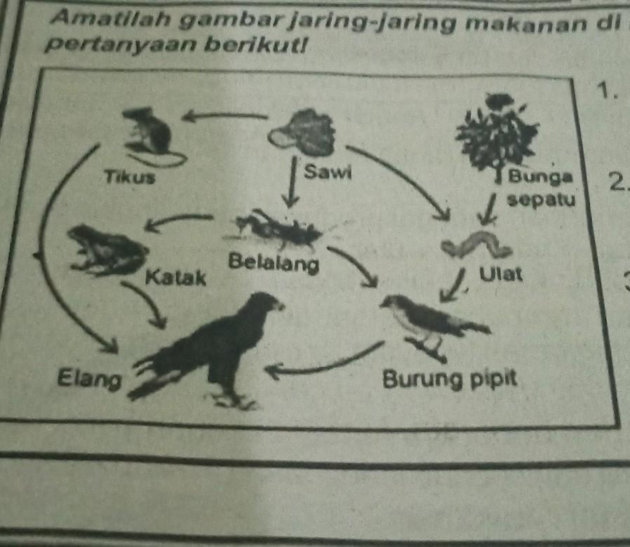 Detail Gambar Jari Jari Makanan Nomer 8