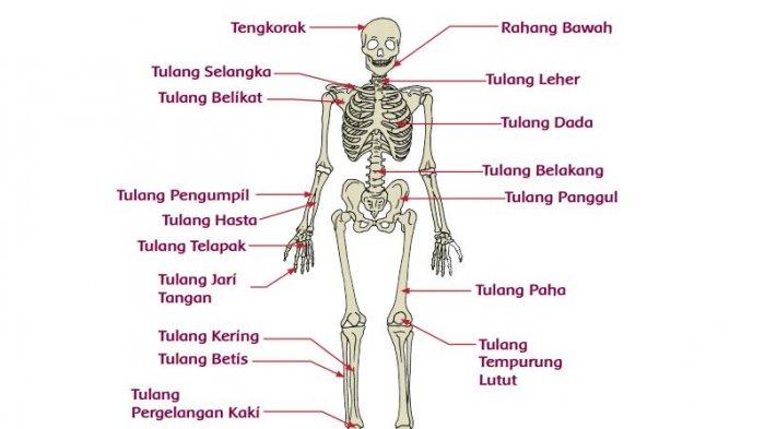 Detail Gambar Jari Tangan Dan Namanya Nomer 35