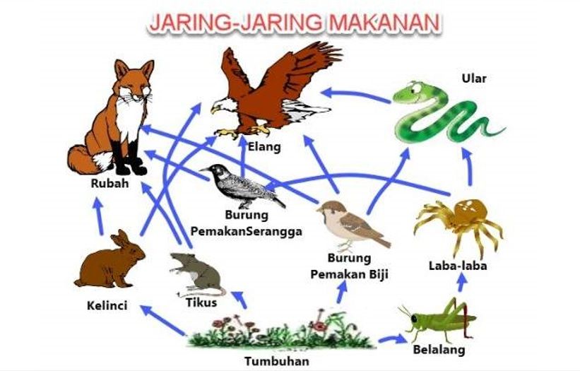 Gambar Jaring Jaring Makanan - KibrisPDR