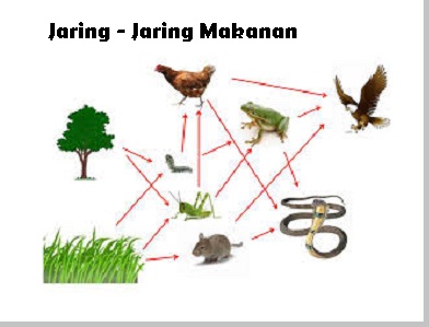 Detail Gambar Jaring Jaring Makanan Nomer 7