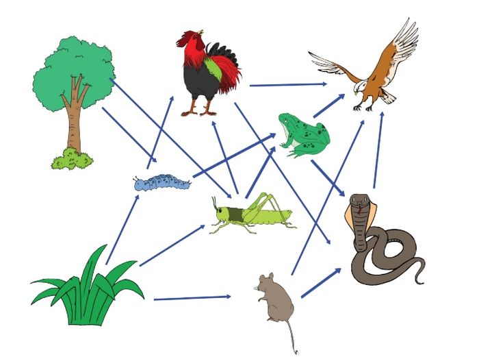 Detail Gambar Jaring Jaring Makanan Dan Penjelasannya Nomer 17