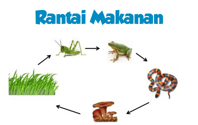 Detail Gambar Jaring Jaring Makanan Dan Penjelasannya Nomer 49