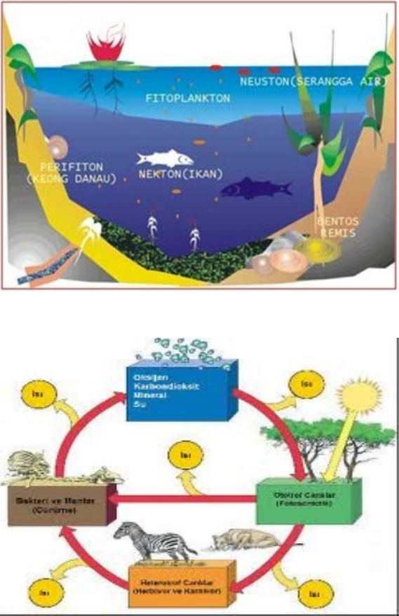 Detail Gambar Jaring Jaring Makanan Di Danau Nomer 25