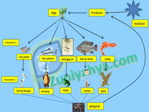 Detail Gambar Jaring Jaring Makanan Di Danau Nomer 38