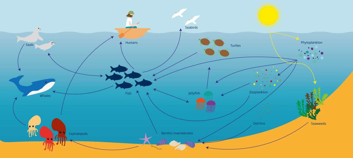 Detail Gambar Jaring Jaring Makanan Di Danau Nomer 43