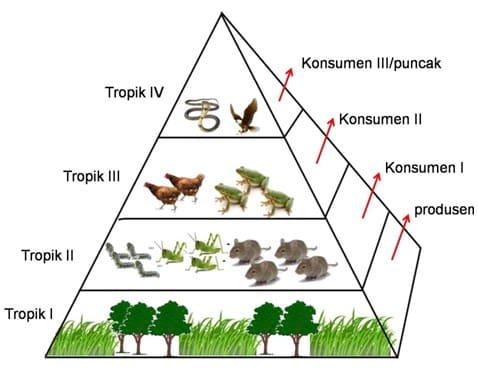 Detail Gambar Jaring Jaring Makanan Di Danau Nomer 47