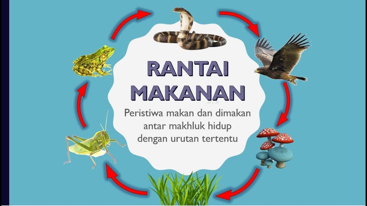 Detail Gambar Jaring Jaring Makanan Di Danau Nomer 54