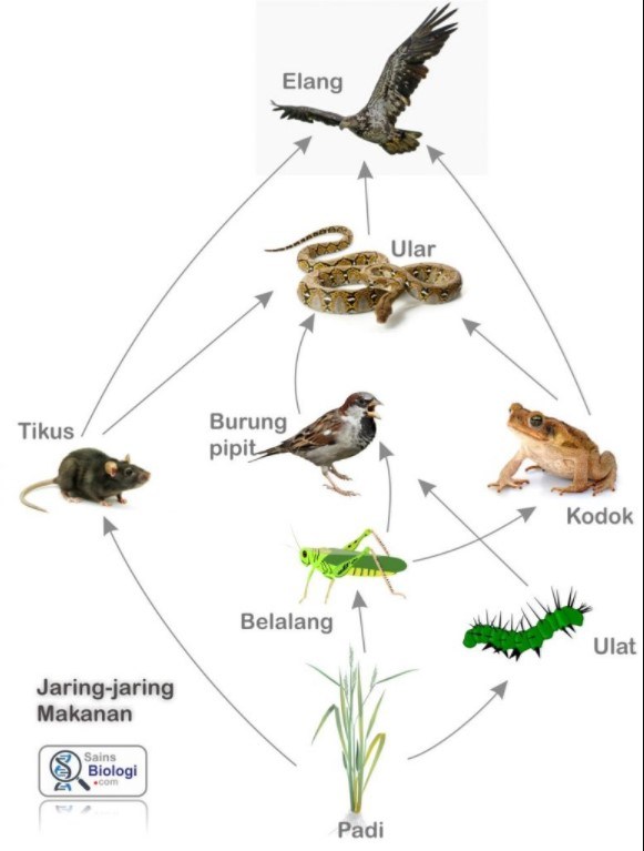 Detail Gambar Jaring Jaring Makanan Di Sawah Nomer 14