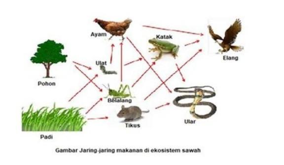 Detail Gambar Jaring Jaring Makanan Di Sawah Nomer 35