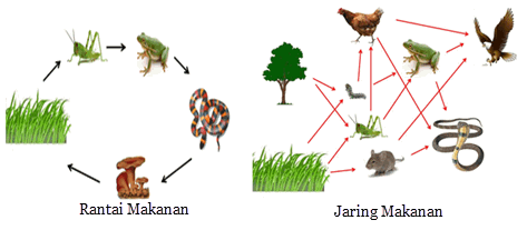 Detail Gambar Jaring Jaring Makanan Di Sawah Nomer 40