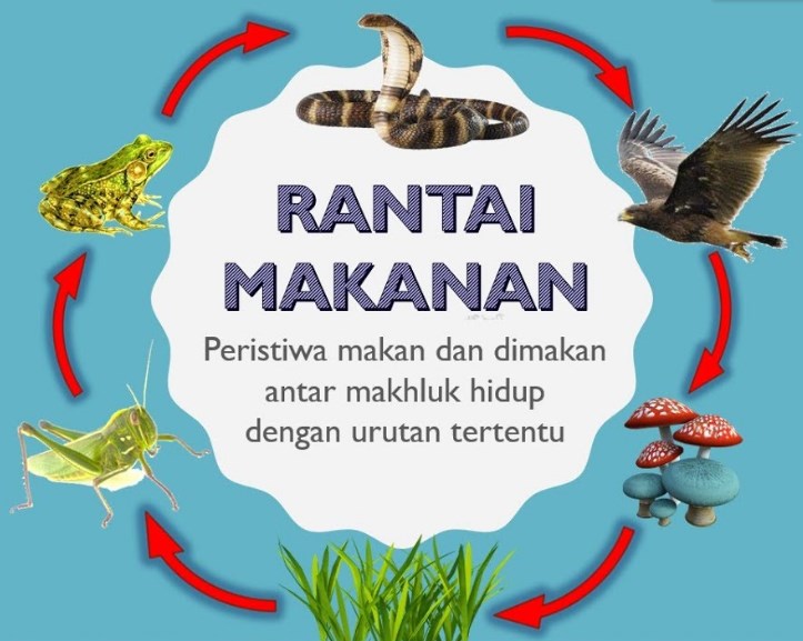 Detail Gambar Jaring Jaring Makanan Di Sawah Nomer 50