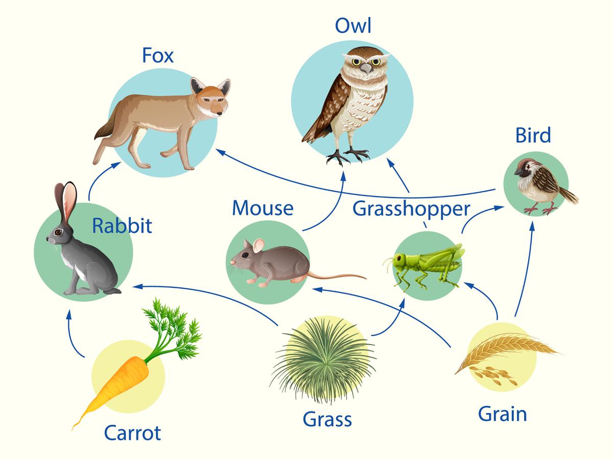 Detail Gambar Jaring Jaring Makanan Di Sawah Nomer 10