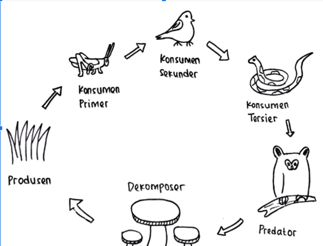 Detail Gambar Jaring Makanan Nomer 47