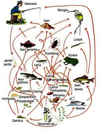 Detail Gambar Jaring Makanan Pada Ekosistem Rawa Nomer 22