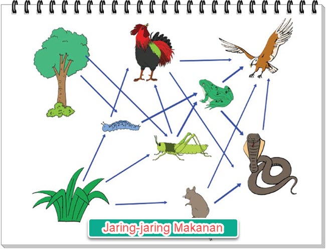 Detail Gambar Jaring Makanan Pada Ekosistem Rawa Nomer 24