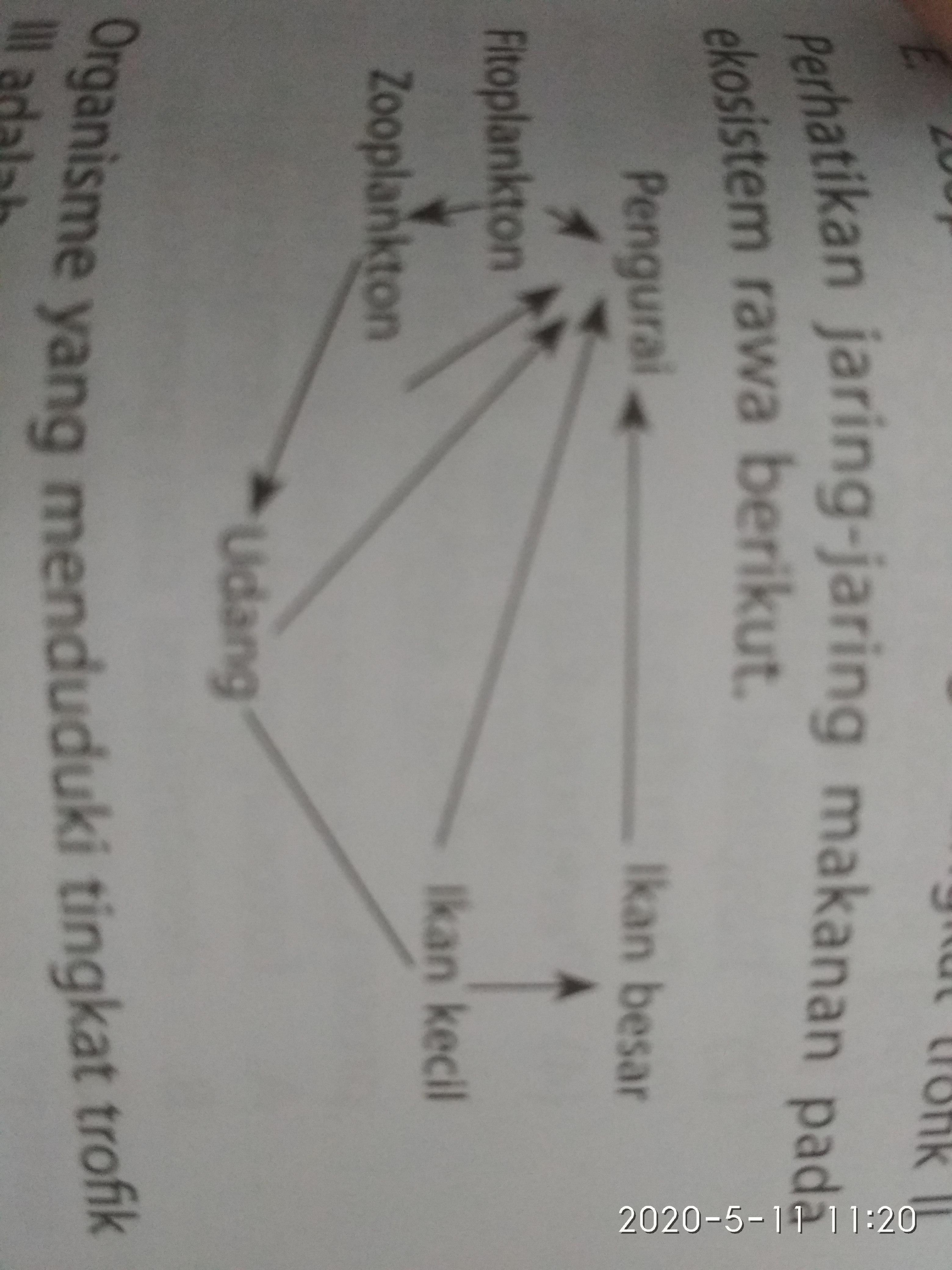 Detail Gambar Jaring Makanan Pada Ekosistem Rawa Nomer 27