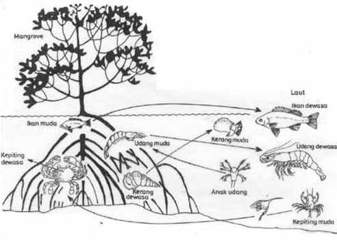 Detail Gambar Jaring Makanan Pada Ekosistem Rawa Nomer 4